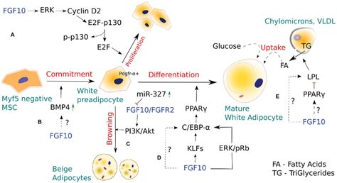 The Role Of Fgf In White And Beige Adipocyte Development A