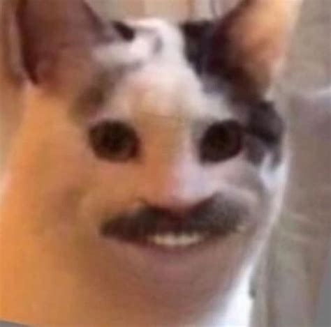 Can We Get A Restore Of This Magnificent Dr Phil Cat R MemeRestoration