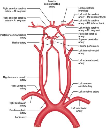 Cerebrovascular Anatomy Flashcards Quizlet