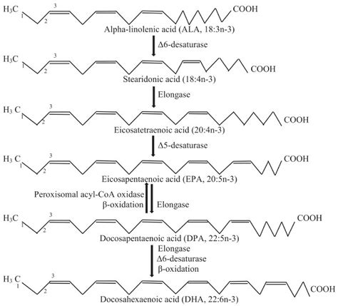 Genes Free Full Text Genetics Of Omega 3 Long Chain Polyunsaturated