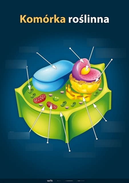 biologia budowa komórki roślinnej Diagram Quizlet