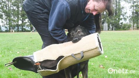 Manteler Hat Sch Ferhundeverein Weiden Im Jubil Umsjahr Fest Im Griff