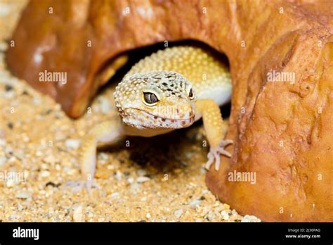 Pet Leopard Gecko Eublepharis Macularius Stock Photo Alamy