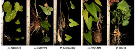 Morphology Of Dioscorea Species 2 Year Old Plants Showing Leaves And