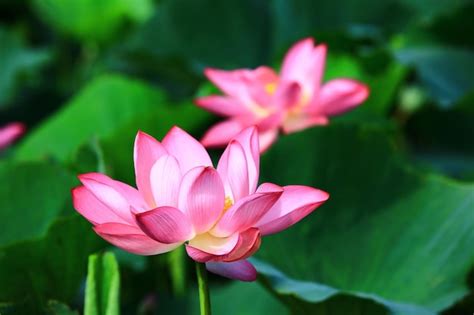 Premium Photo View Of Blooming Lotus Flowerscloseup Of Pink Lotus