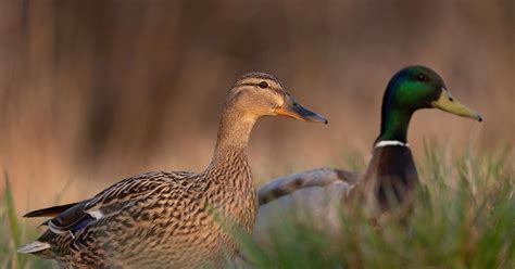 Mallard Nesting (Behavior, Eggs + Location) | Birdfact