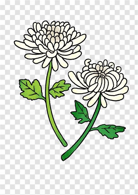 Floral Design Cut Flowers Oxeye Daisy Chrysanthemum Clip Art - Leaf ...