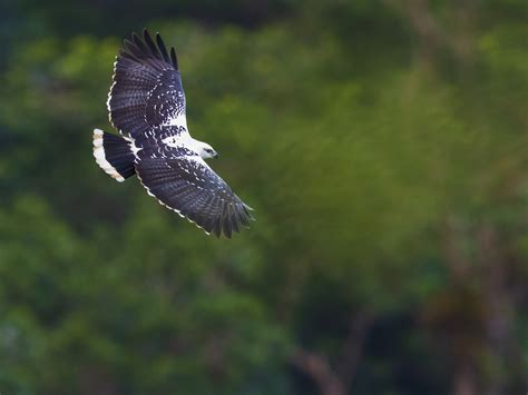 White Hawk - Birding Trinbago