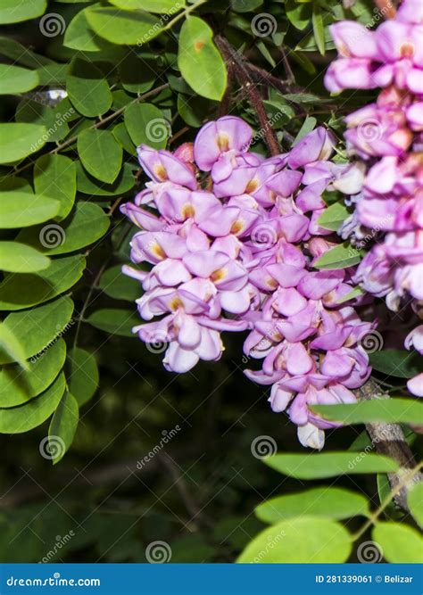 Blooming Chinese Wisteria Flowers In The Nature Stock Image Image Of