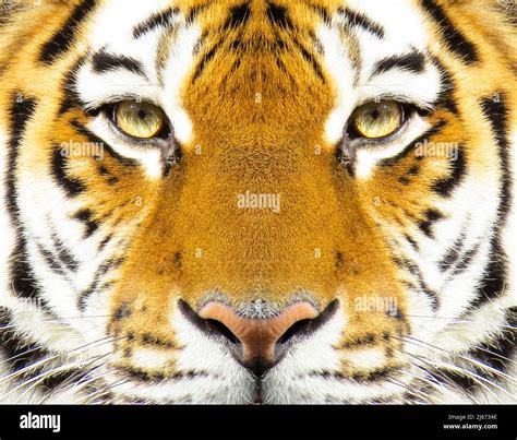 Beautiful amur tiger portrait. Tiger face. Panthera tigris altaica ...