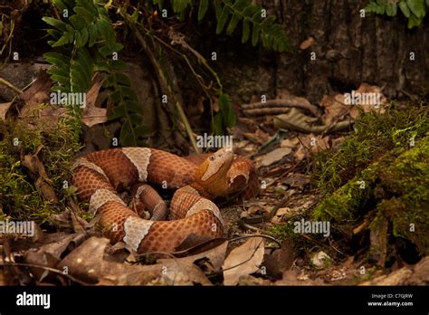 Broad Banded Copperhead Snake Hi Res Stock Photography And Images Alamy