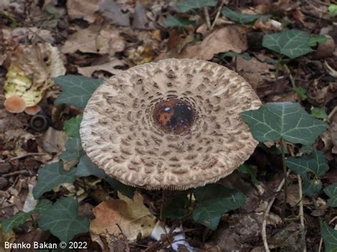 Olivnorjava zelenolistka - Urbanatura