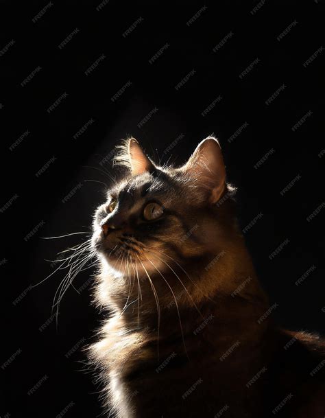 Premium Photo Backlit Cat Portrait On Black Background With Space For