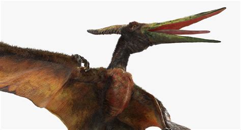 Pteranodon Flying Carnivorous Reptile Standing Pose With Fur 3D Model