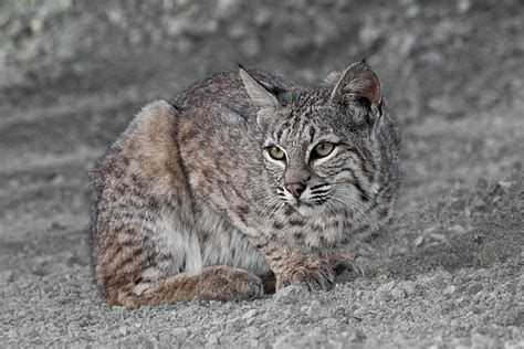 Lince Rojo Características Hábitat Reproducción Nutrición