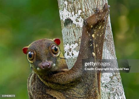 colugo stock  high res pictures  images getty images