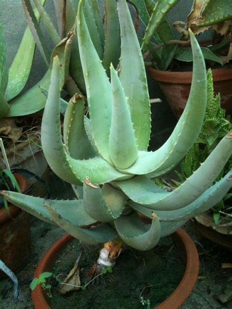 23 Most Decorative Aloe Varieties To Grow In Containers Aloe Plant Cacti And Succulents