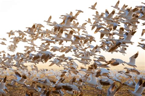 Snow Geese Return To The Skagit Valley Washington Flickr