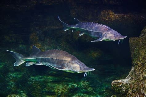 Beluga Sturgeon Pictures - AZ Animals