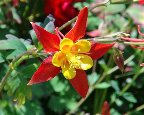 Aquilegia Vulgaris And Cvs Gardensonline