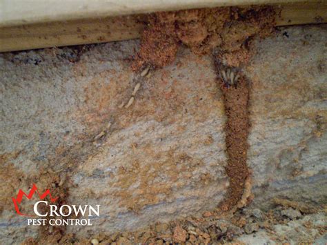 Termite Season | Crown Pest Control
