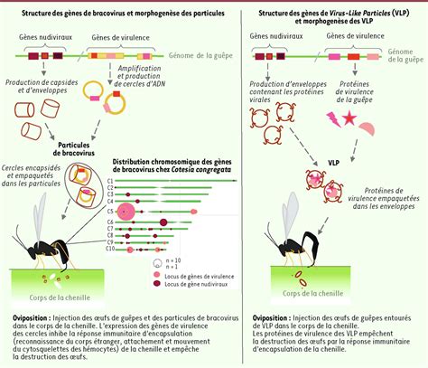 Des Virus B N Fiques Pour Les Plantes Et Les Animaux M Decine Sciences