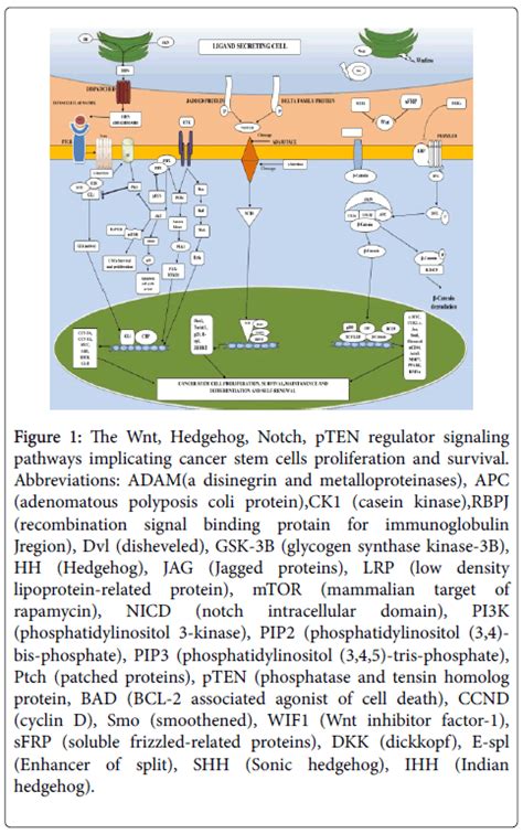 Development of Anti-Cancer Stem Cells as Theranostic Agents in the Treatment of Different Cancer ...