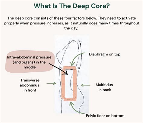 What Is Endo Belly Series Part 1 Core Dysfunction — Heal Endo