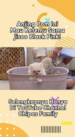 pro  kontra stambum pink  biru youtube