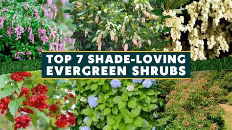 Top 7 Beautiful Shade Loving Evergreen Shrubs 🍃🌿 Youtube