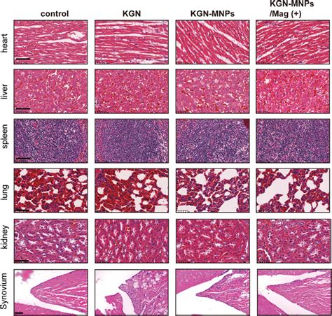 Histological Analyses Of Major Organs And Synovial Tissues No Obvious