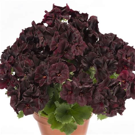 Suure Ieline Pelargon Grandiflorum Aristo Black Velvet