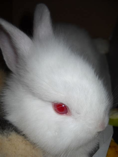 Red Eye Currently We Have Four Albino Rabbits Abdillah Wicaksono