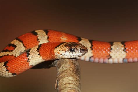 King Snakes: Exploring the Majesty of Regal Reptile Companions