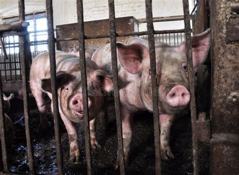 Growing Pigs On A Farm Stock Image Image Of Happy Food 139492979