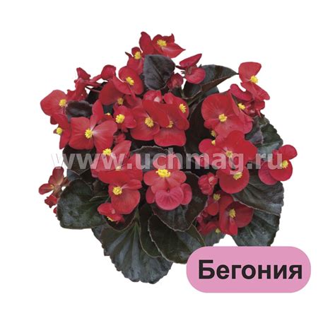 Луковичные и клубневые садовые цветы: 12 развивающих карточек с ...
