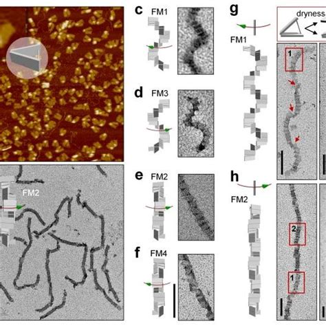 A Tunable Chiral Directional Self Assembly Of Nanorods By Use Of Four Download Scientific