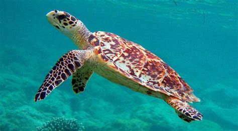 Marine Turtles And The Philippine Forest Turtle The Maritime Review