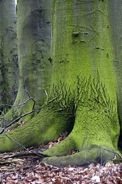 Rot Buche Fagus Sylvatica Aus Pflanzen P7520 Fokus Natur De