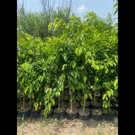 Ficus Benjamina Plant, For Garden at Rs 75/plant in Chilkana Sultanpur | ID: 2850042241497