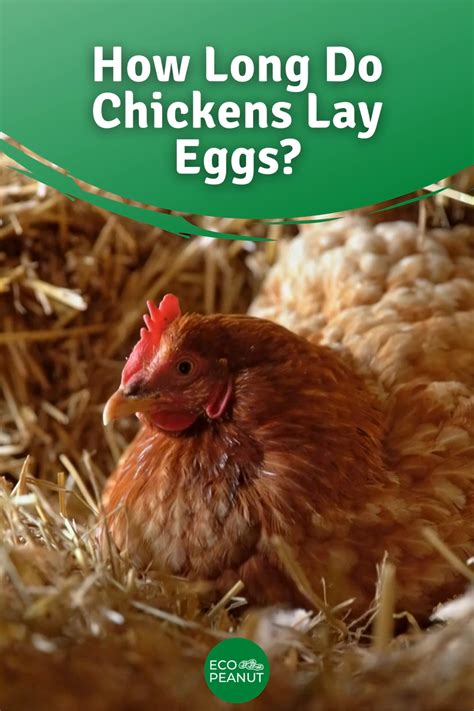 How Long Do Chickens Lay Eggs Artofit