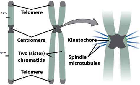 What Is Chromosome Draw A Labelled Diagram Of Structure Of Eulcaryotic