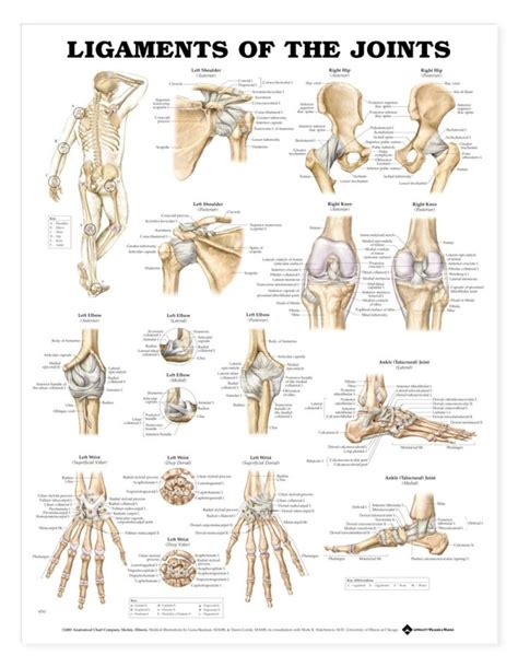 Image Result For Human Body Bone Parts Joints Anatomy Human Anatomy