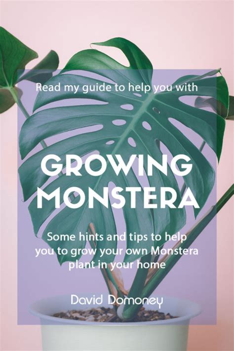 How To Grow Monstera David Domoney