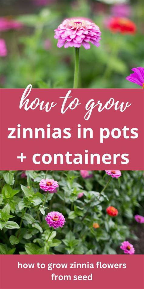 How To Grow Zinnias In Pots Containers In 2024 Zinnias Grow Flower