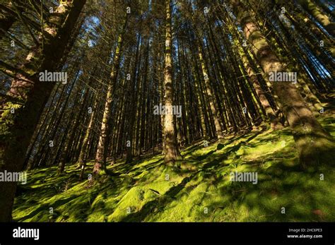 Dense Mature Conifer Woodland Stock Photo Alamy