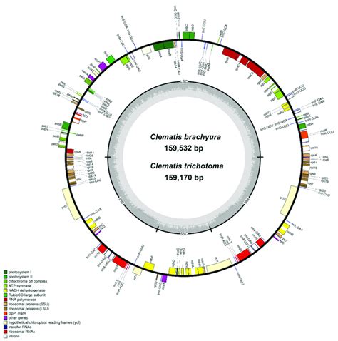 Chloroplast Genome Map For Two Clematis Species Genes Shown Outside