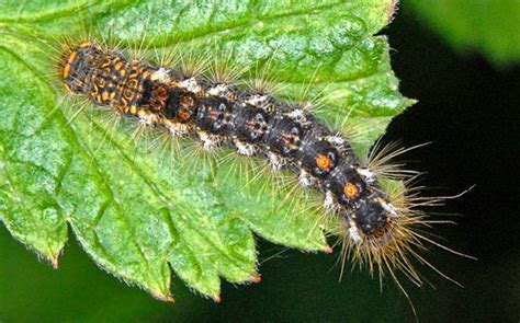 How I Treated My Browntail Moth Rash