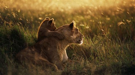 Lioness and cub wallpaper.jpg « MyConfinedSpace