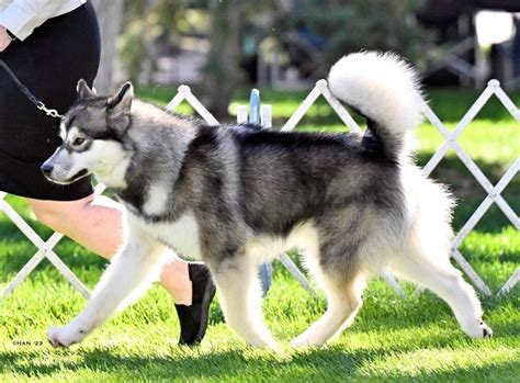 Kaviak Alaskan Malamutes Kansas Malamute Breeder